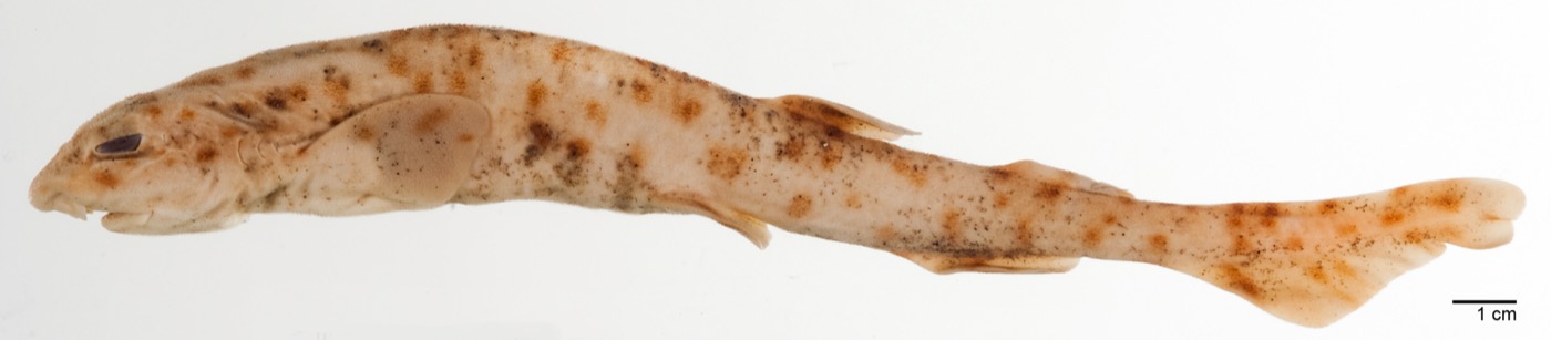 Museum specimen image of Scyliorhinus garmani; not to scale.