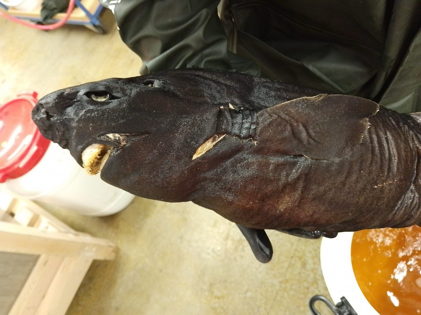 Naturalis specimen photograph of Scymnodalatias albicauda in lateral view; not to scale.