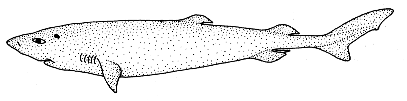 Guide illustration of Scymnodalatias sherwoodi in lateral view; not to scale.
