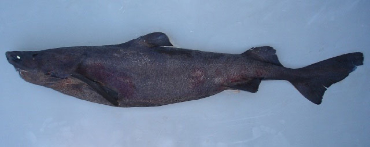 Photograph of the largespine velvet dogfish in lateral view; not to scale.