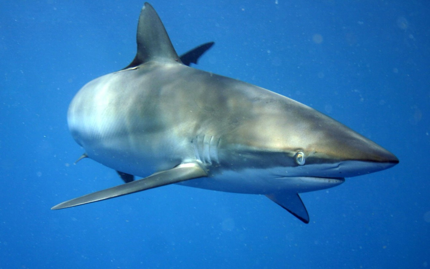 Silky shark underwater photograph showing the slender body and rounded dorsal fin; not to scale.