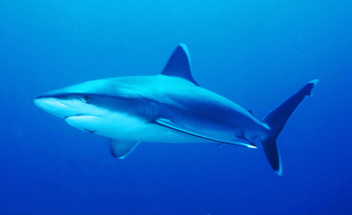 Silvertip shark underwater photograph showing the pale fin margins and strong dorsal profile; not to scale.