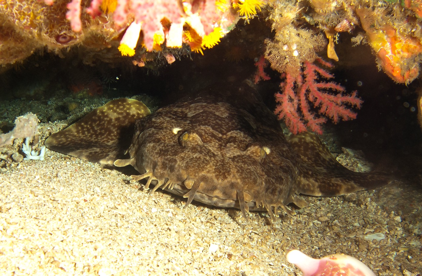 Slender wobbegong underwater photograph showing the narrow body and striped lattice pattern; not to scale.