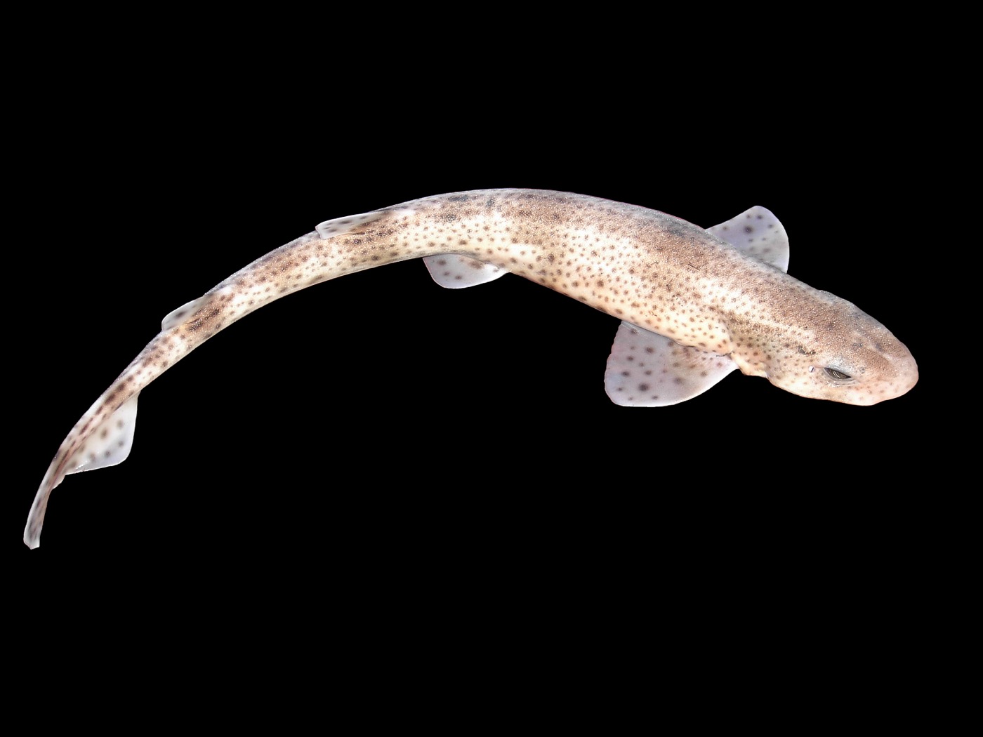 Small-spotted catshark photograph showing the dense spotting and slender body; not to scale.