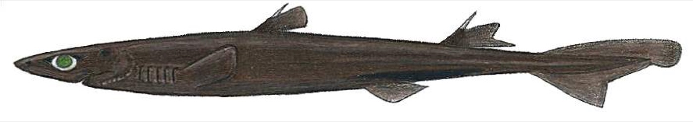 Smooth lanternshark reference photograph showing the tiny body and streamlined tail; not to scale.