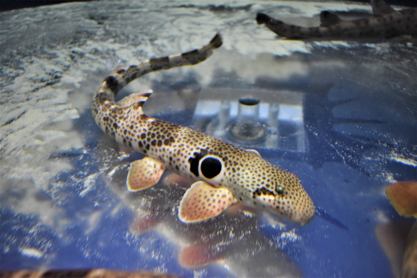 Speckled carpetshark aquarium photograph showing the long body and fine spotted pattern; not to scale.