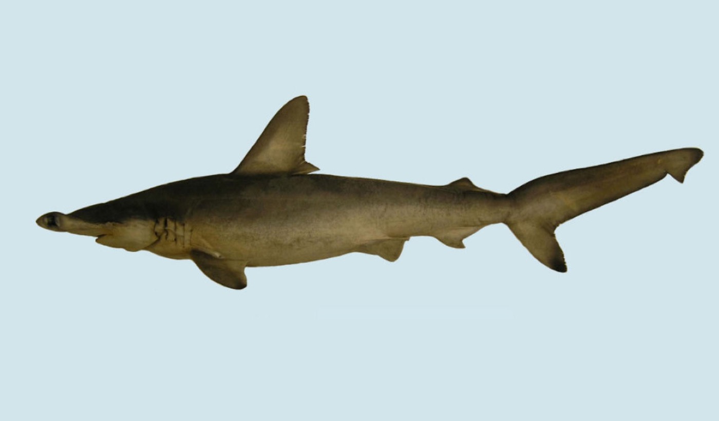 Carolina hammerhead photograph showing the bonnet-like hammerhead outline in shallow water; not to scale.