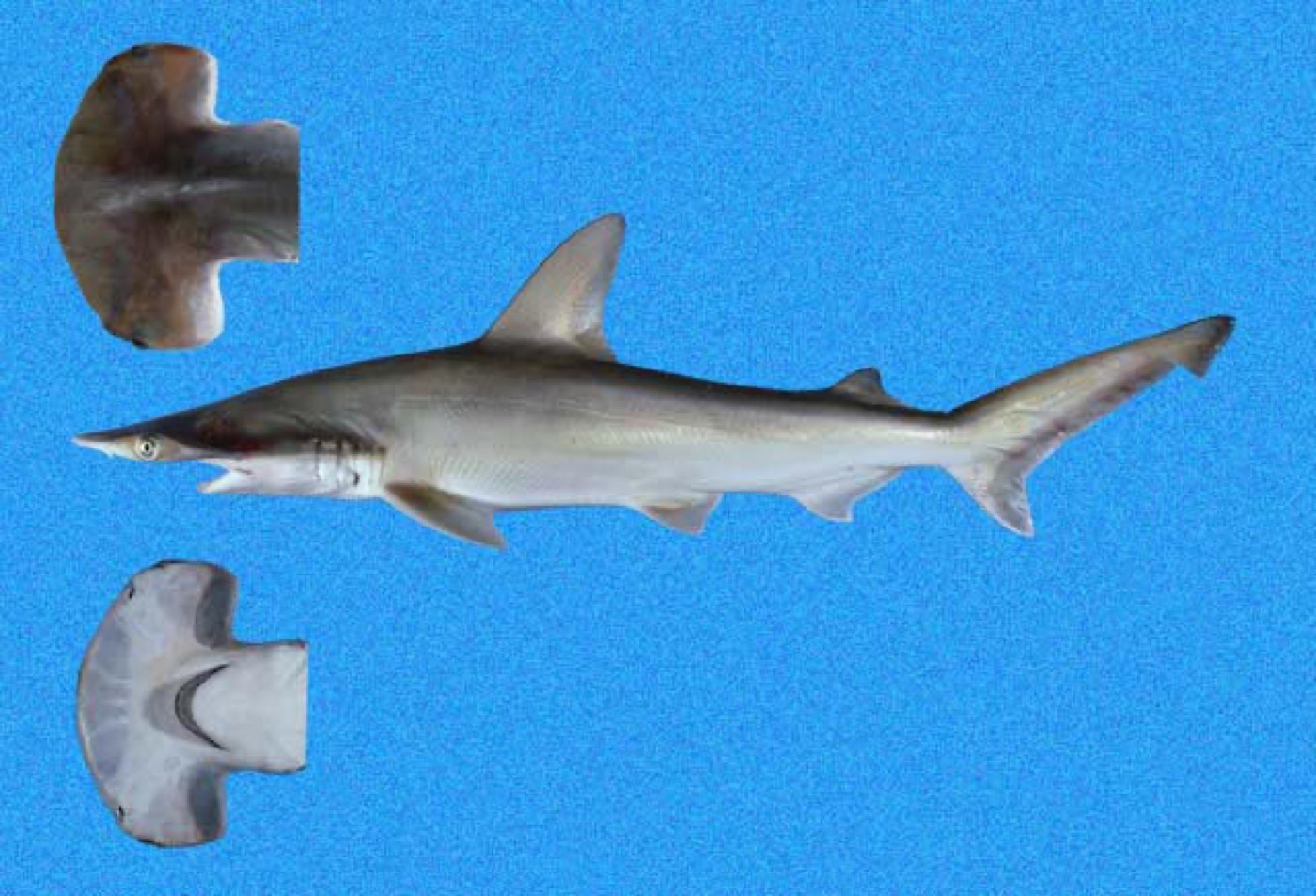 Scoophead reference photograph showing the arched hammer and slender body; not to scale.