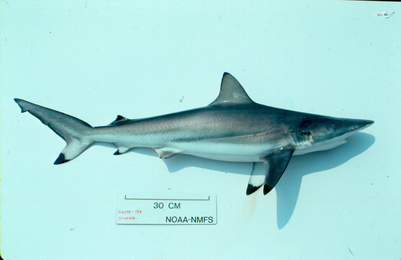 Spinner shark reference photograph showing the slim body and long pointed fins; not to scale.