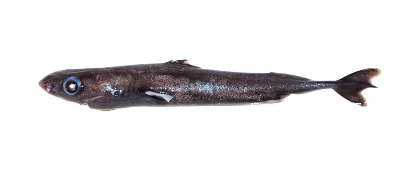 Male Squaliolus aliae bycatch photograph showing the tiny lanternshark body in profile; not to scale.