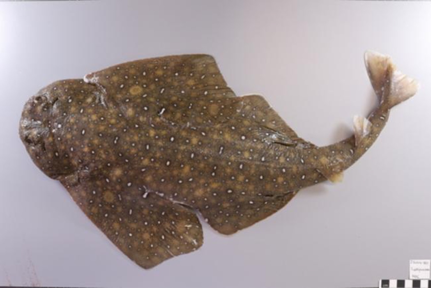 Australian Museum specimen photograph of Squatina albipunctata in dorsal view; not to scale.