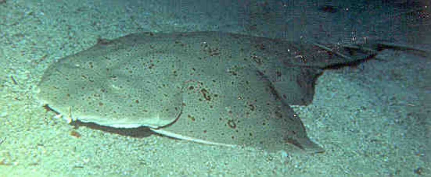 Pacific angel shark reference photograph showing the broad pectoral fins and sand-colored camouflage; not to scale.