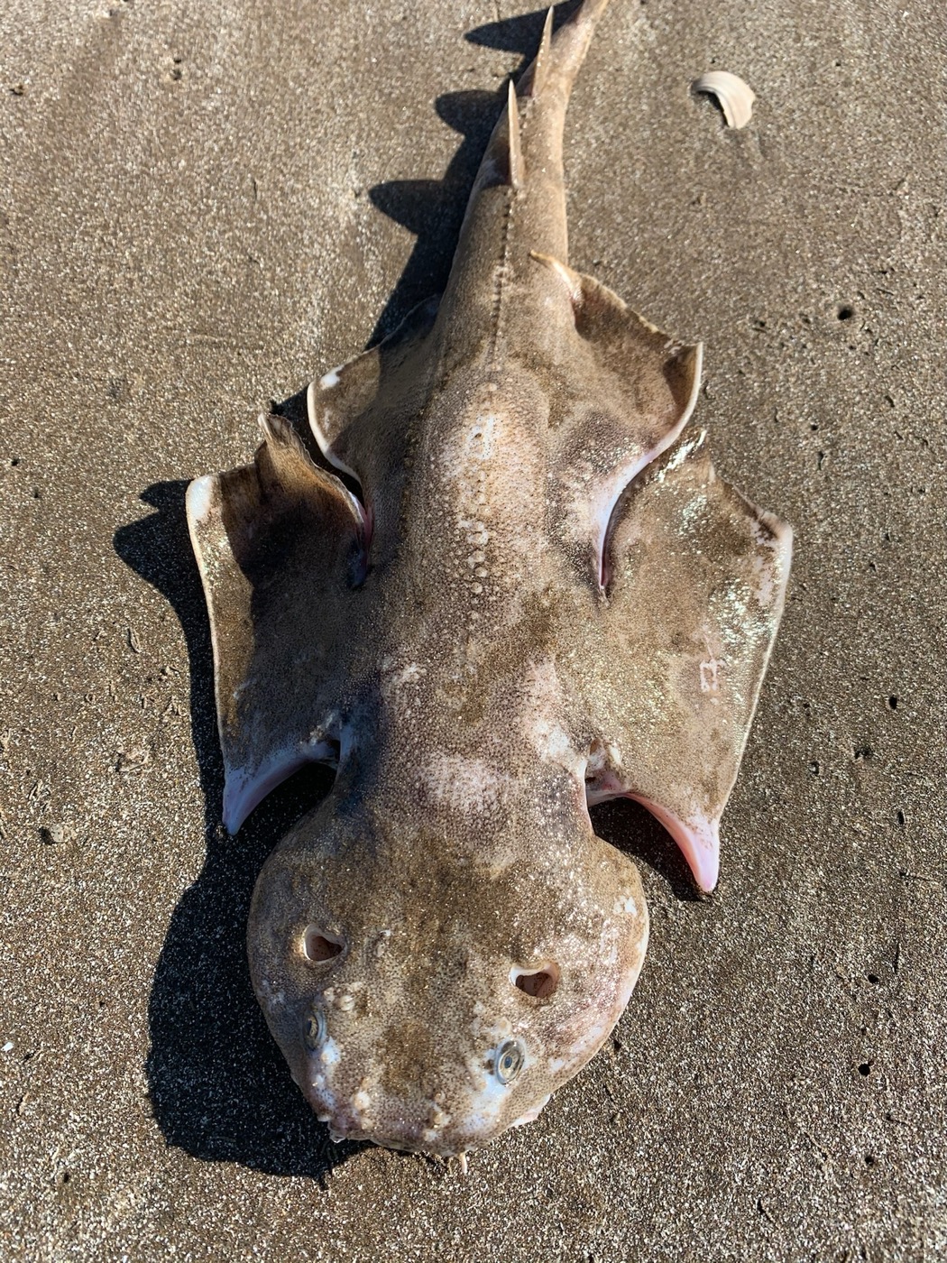 Observation photograph of Squatina guggenheim in dorsal view; not to scale.