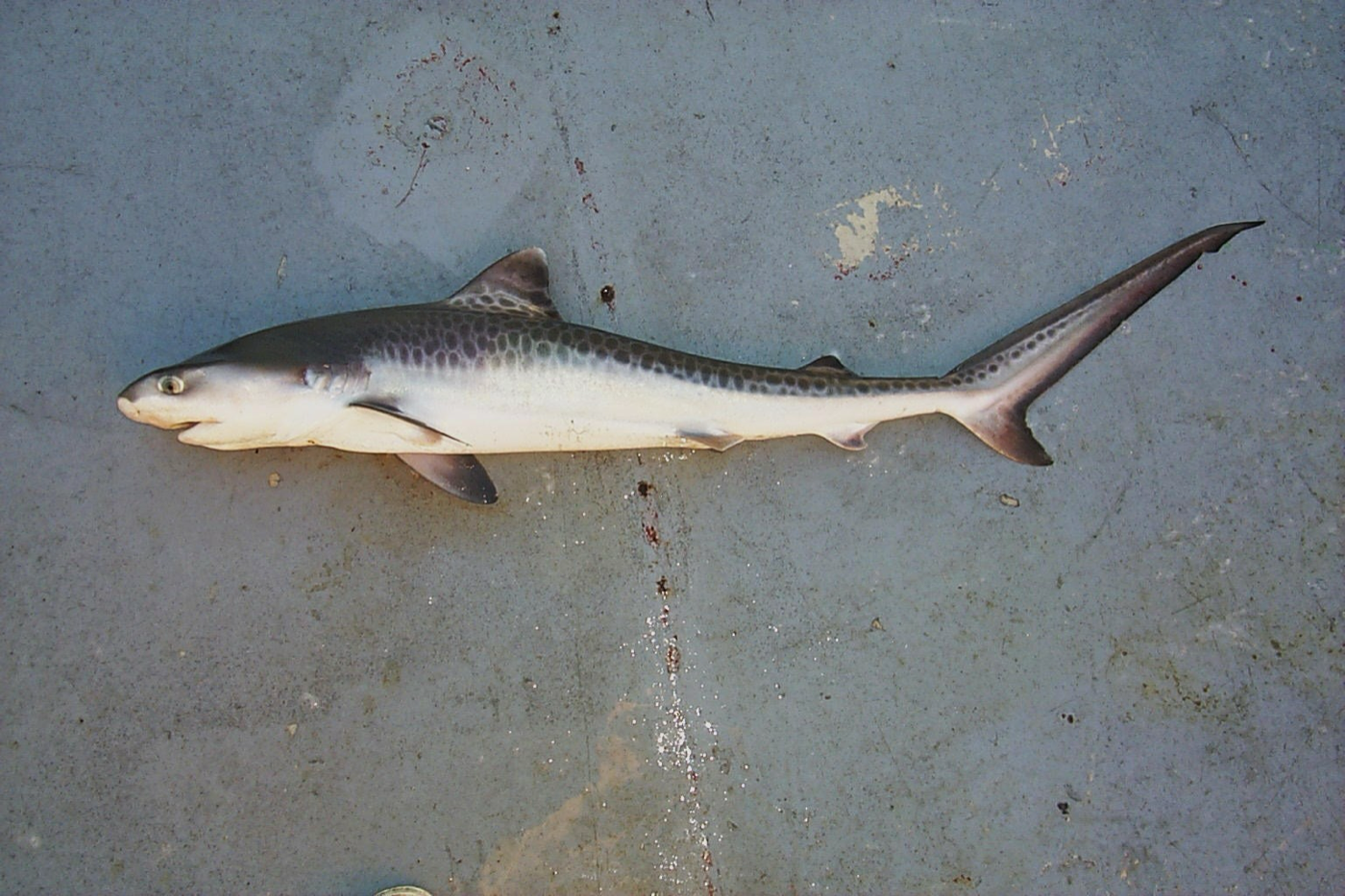 NOAA specimen photograph of a tiger shark showing the broad head and faint body striping; not to scale.