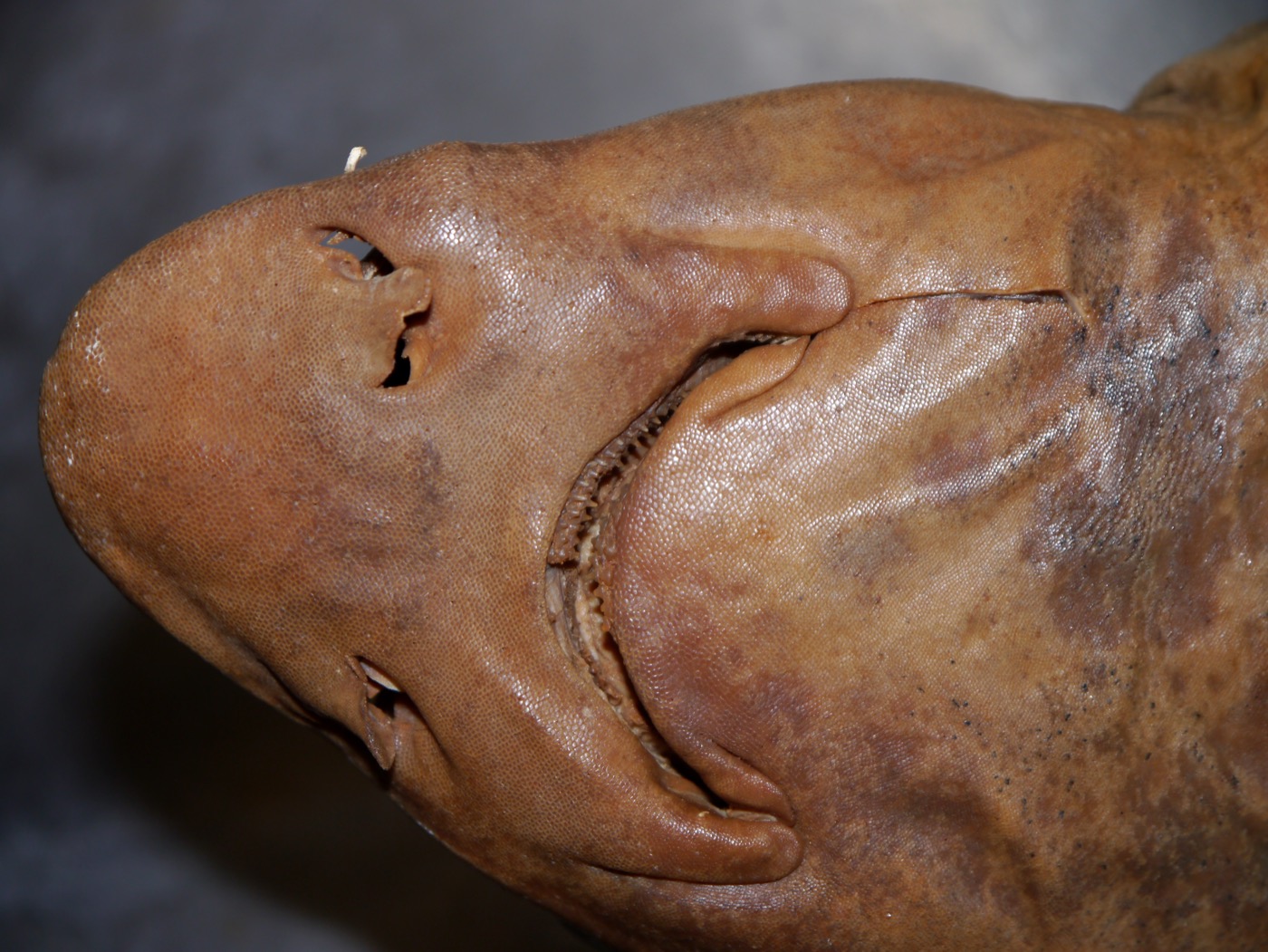 California Academy of Sciences specimen photograph of Triakis acutipinna in profile; not to scale.