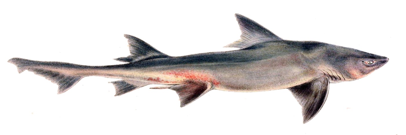 Historical illustration of Triakis megalopterus in lateral view; not to scale.