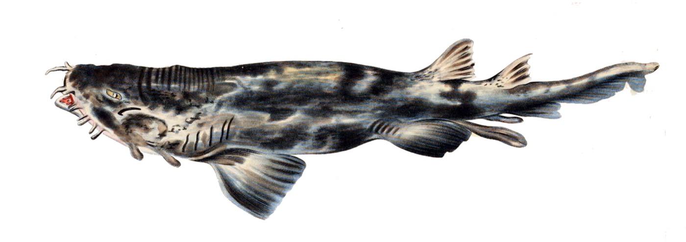 Historical illustration of Triakis scyllium in lateral view; not to scale.