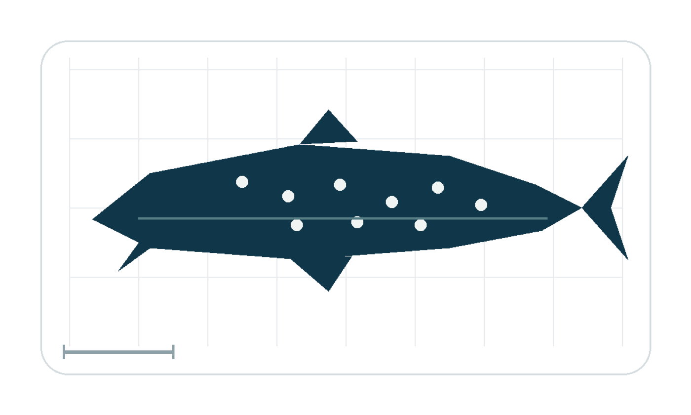 Silhouette study emphasizing the broad filter-feeding body and spotted pattern reference; not to scale.