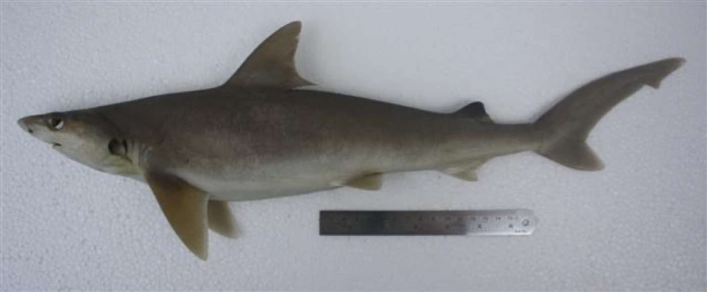 Whitecheek shark reference photograph showing the compact body and pale cheek area; not to scale.