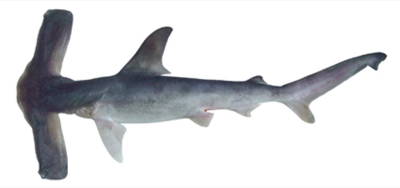 Winghead shark reference photograph showing the exceptionally wide hammer and slender body; not to scale.