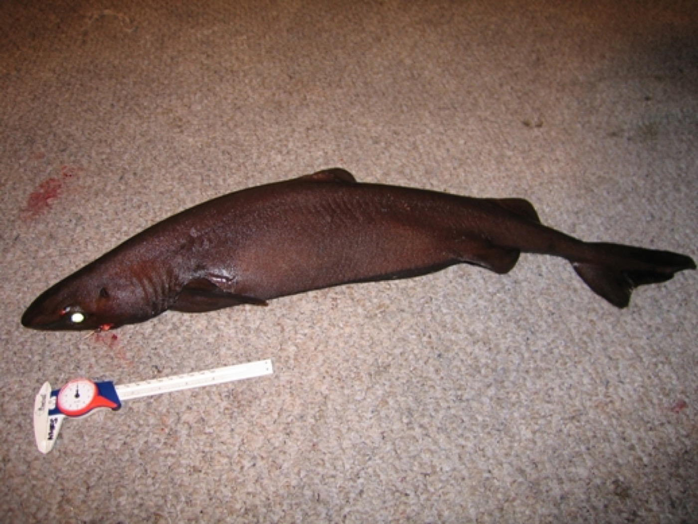 Velvet dogfish reference photograph showing the dark body and low dorsal fins; not to scale.