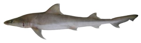 Australian weasel shark reference photograph showing the narrow head and slim body; not to scale.