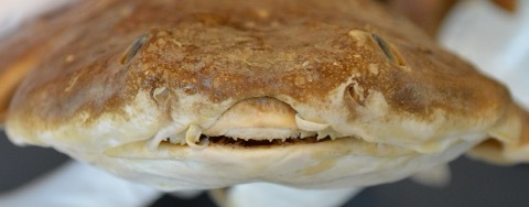 African angelshark reference image showing the flattened body and broad pectoral fins; not to scale.