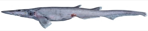 Australian blackmouth catshark reference photograph showing the tapered body and long tail; not to scale.
