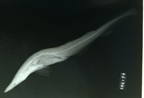 USNM specimen photograph of Apristurus canutus in lateral view; not to scale.