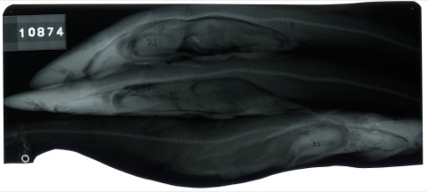 USNM specimen photograph of Apristurus parvipinnis in profile; not to scale.