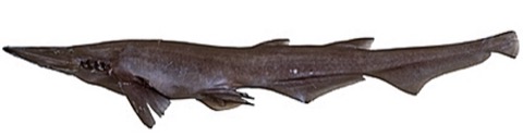 Spatulasnout catshark reference photograph showing the flattened snout and elongated tail; not to scale.