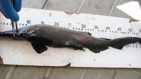 Apristurus saldanha specimen photograph showing the dark body and slender tail; not to scale.