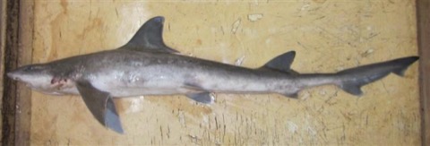 Arabian smooth-hound reference photograph showing the slender body and rounded smoothhound head; not to scale.