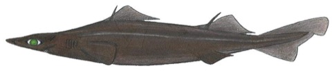 Arrowhead dogfish reference photograph showing the long flattened snout and deep-sea dogfish body; not to scale.