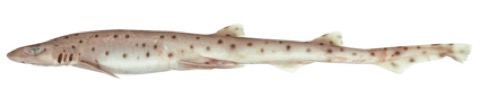 Pale spotted catshark reference photograph showing the light body and small scattered spots; not to scale.