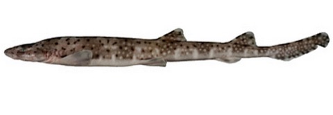 Atelomycterus marnkalha reference photograph showing the slim body and dark saddle bands; not to scale.