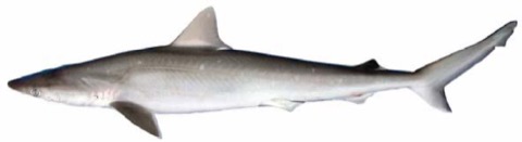 Atlantic sharpnose shark reference photograph showing the slender snout and small first dorsal fin; not to scale.