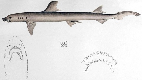 Historic barbeled houndshark illustration showing the long nasal barbels and slim houndshark body; not to scale.