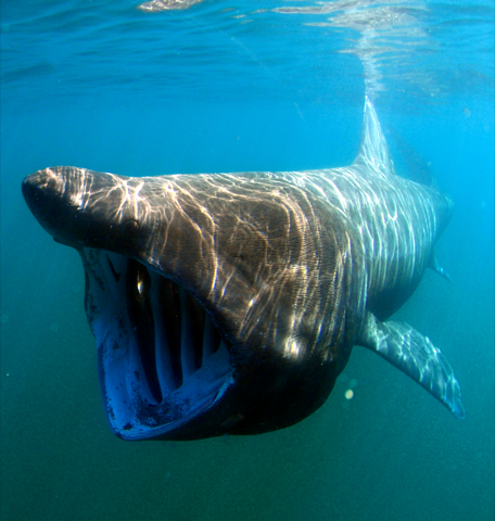 Underwater photograph of a basking shark feeding near the surface with its mouth open; not to scale.