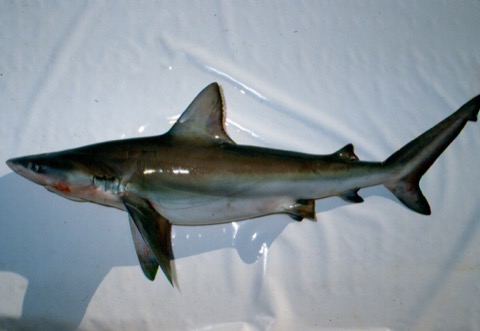 Bignose shark reference photograph showing the robust body and broad rounded snout; not to scale.