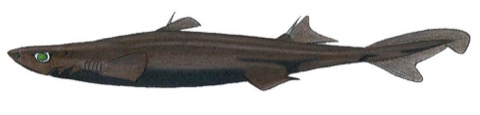 Blackbelly lanternshark reference photograph showing the dark belly and narrow lanternshark body; not to scale.