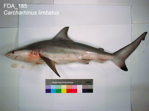 FDA reference photograph of a blacktip shark specimen, highlighting the dark fin edges; not to scale.