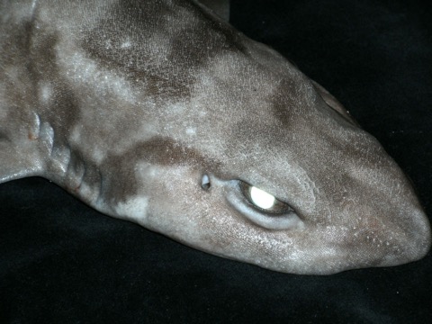 Blotched catshark reference photograph showing the elongated body and pale underside; not to scale.
