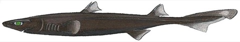 Blurred lantern shark reference photograph showing the compact dark body and pointed fins; not to scale.