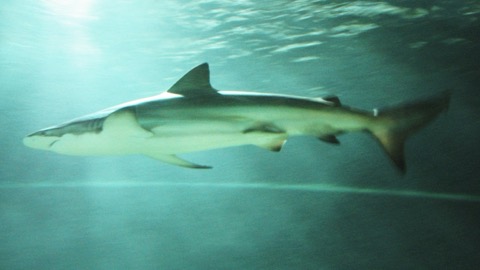 Bronze whaler aquarium photograph showing the long pointed fins and coppery grey body profile; not to scale.