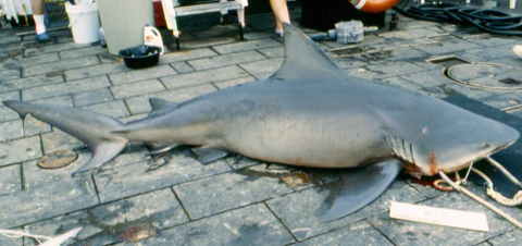 Bull shark reference photograph from NOAA's Apex Predators Program; bundled for truthful species recognition.