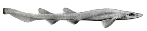 Dusky catshark scientific illustration showing the elongated body and low dorsal fins; not to scale.