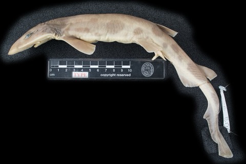 Cleva's catshark specimen photograph showing the tapered body and long tail; not to scale.