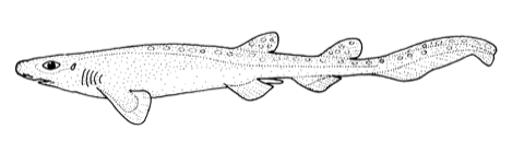 New Zealand catshark illustration showing the slim body and mottled coloration; not to scale.