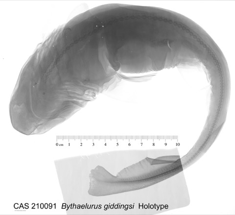 Galapagos catshark holotype photograph showing the short broad head and spotted body; not to scale.